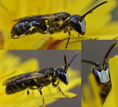 Réf. 348 748 : Hylaeus sp.